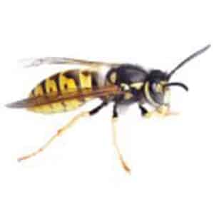 Critter Control of Spokane
