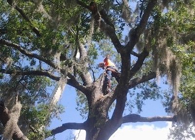 Lindbergh's Tree Service Greensboro