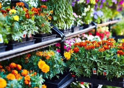 Dennis' 7 Dees Garden Center