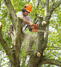 M&M Tree Cutting