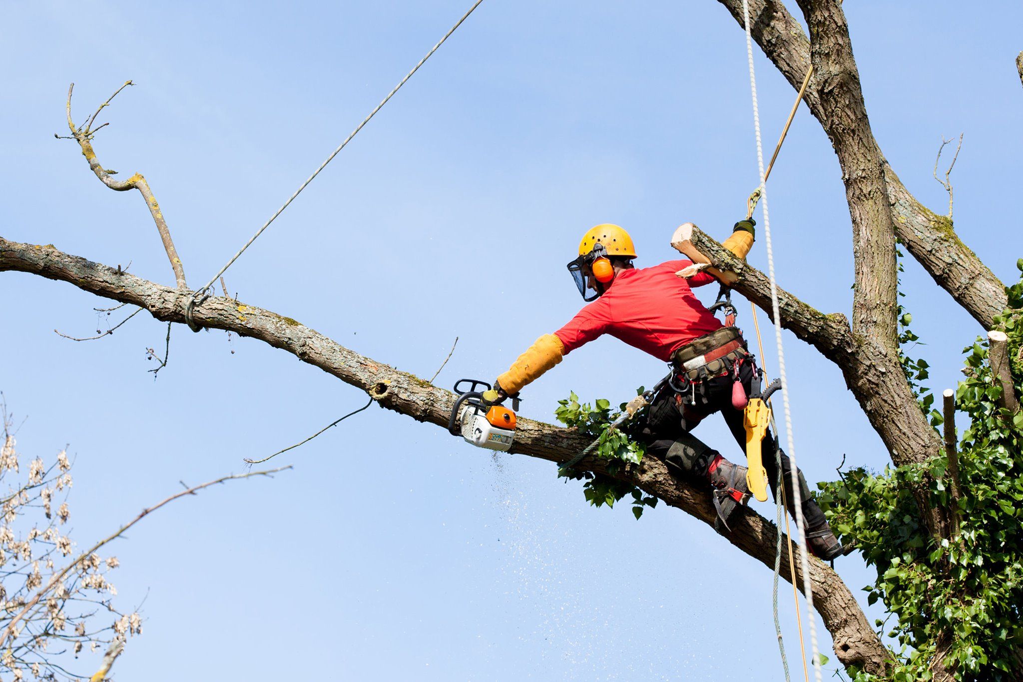 Tree Removal Service Bronx