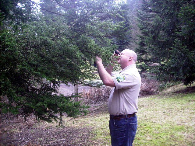 Top Austin Tree Service