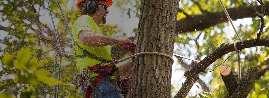 Tree Service & Removal Bronx