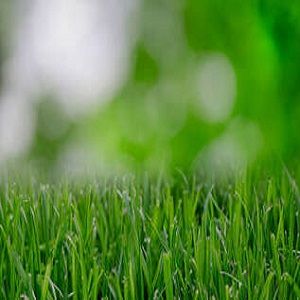 Cairns Lawn Mowing