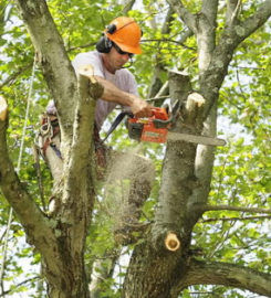 UNBEATABLE RATES Tree Service & Removal