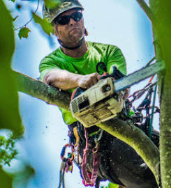 UNBEATABLE RATES Tree Service & Removal