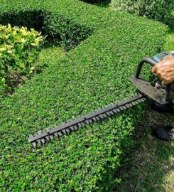 UNBEATABLE RATES Tree Service & Removal