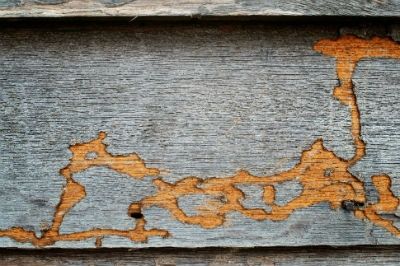 Affordable Termite Control Long Beach