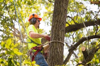 Pro Rockville Tree Service
