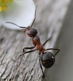 Pest Doctors