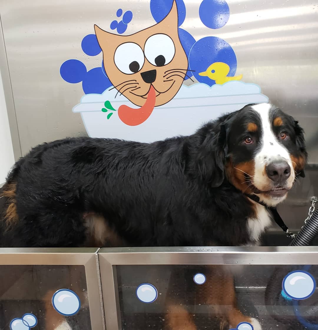 Pet Supply Stores Franchise
