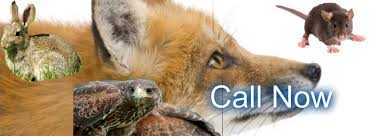 Pestpro Bird Solutions ltd