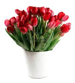 Wilbe Bloomin