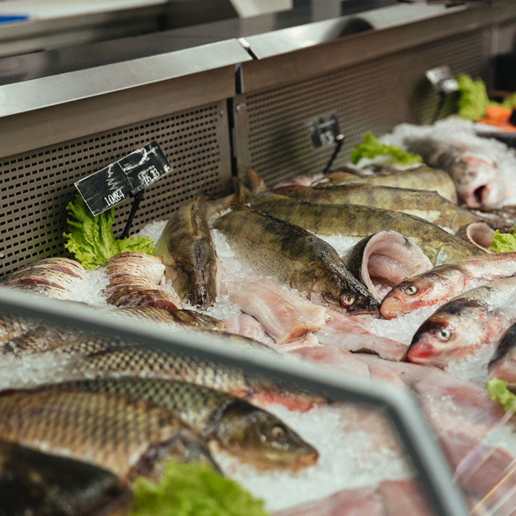 buy fresh fish in ahmedabad