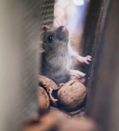 Watts Pest Prevention