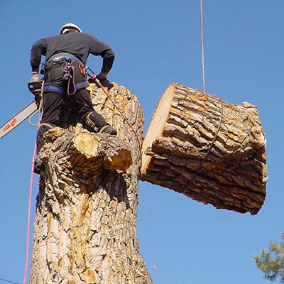 Grace Tree Service Spokane