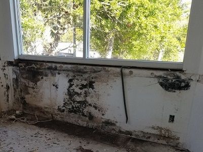 TampaBayMold.net