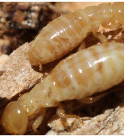 Watts Pest Prevention