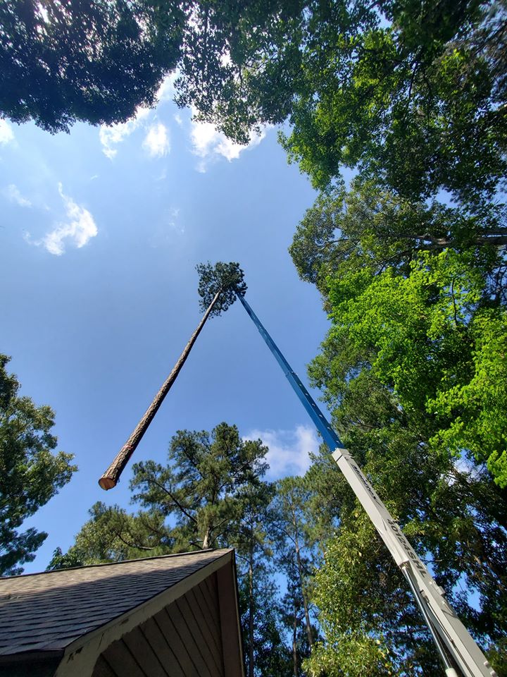 Ridge Tree Trimming Service