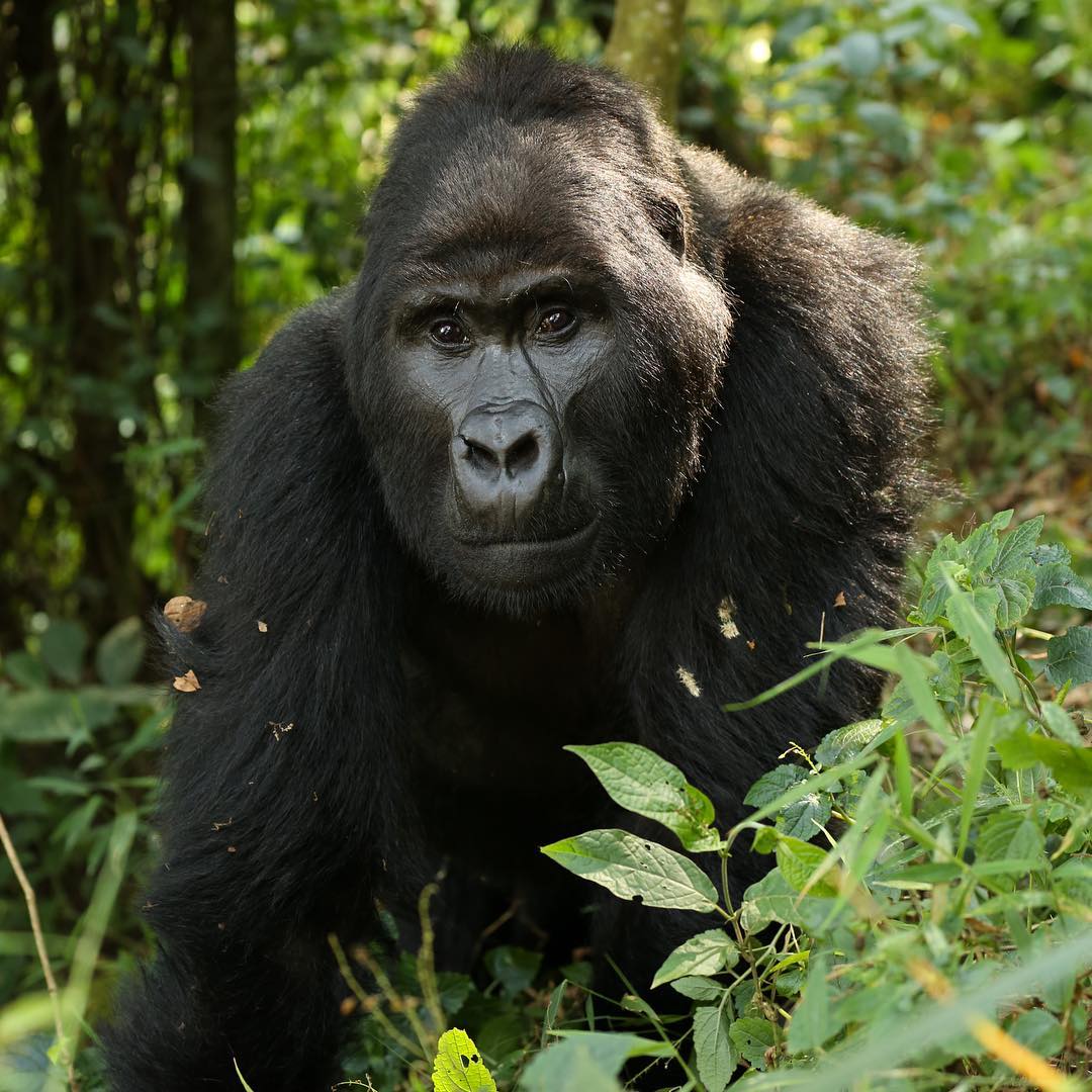 Kabira Gorilla Safaris