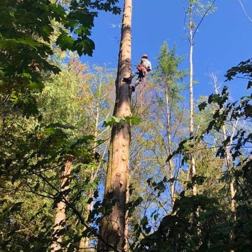 Timber Tree Service, LLC