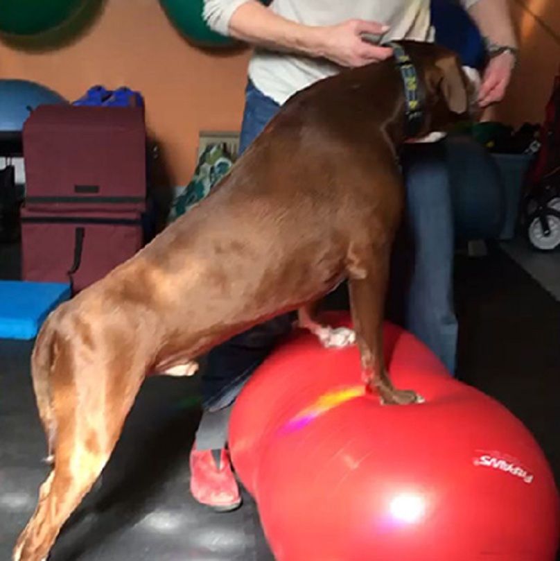The Rehab Vets, LLC