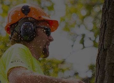 Arborist Melbourne