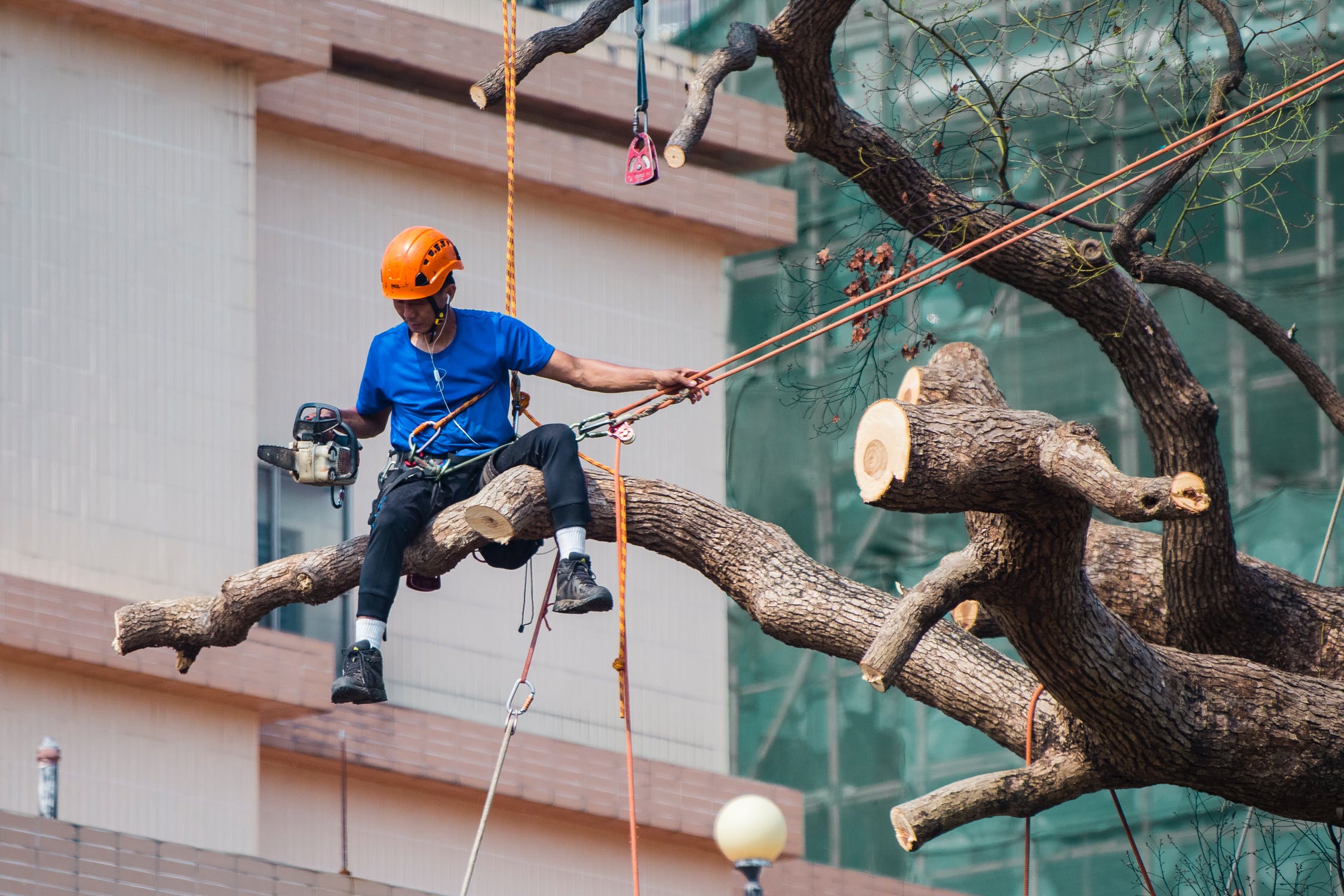 Tree Service Denver