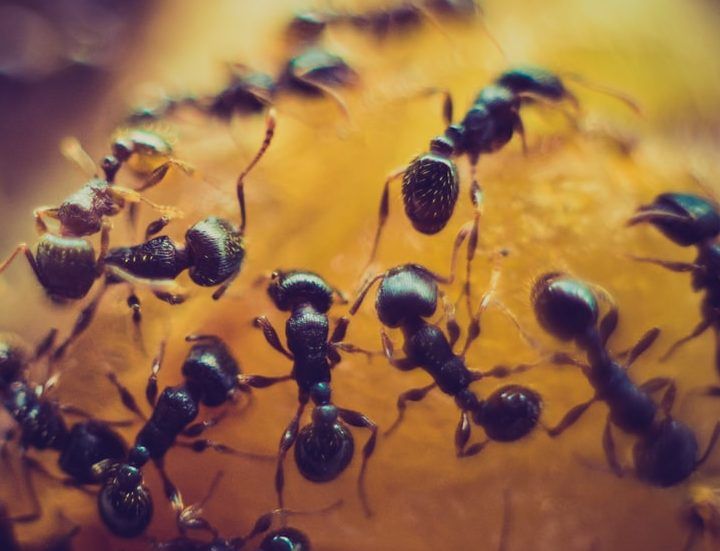 Mesa Pest Control Pros