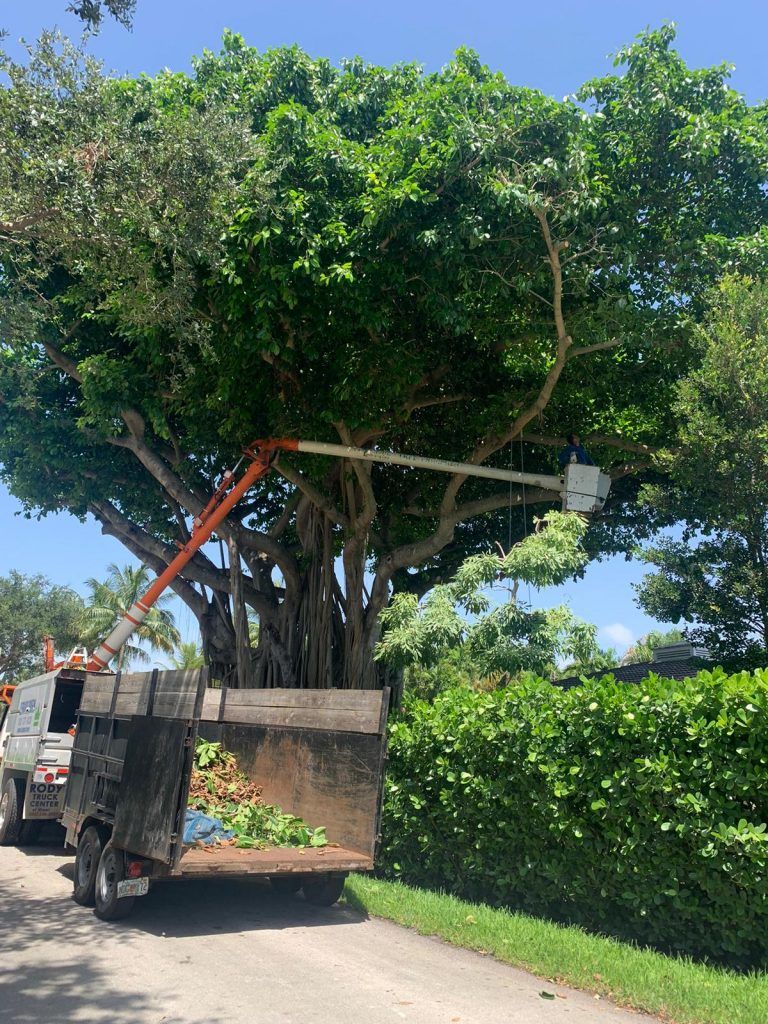 Service Queen Tree Services Miami
