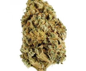 CALM CBD BV
