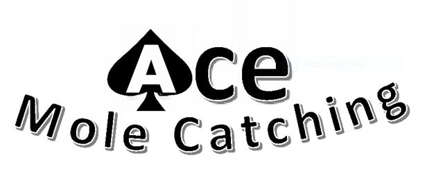 Ace Mole Catching