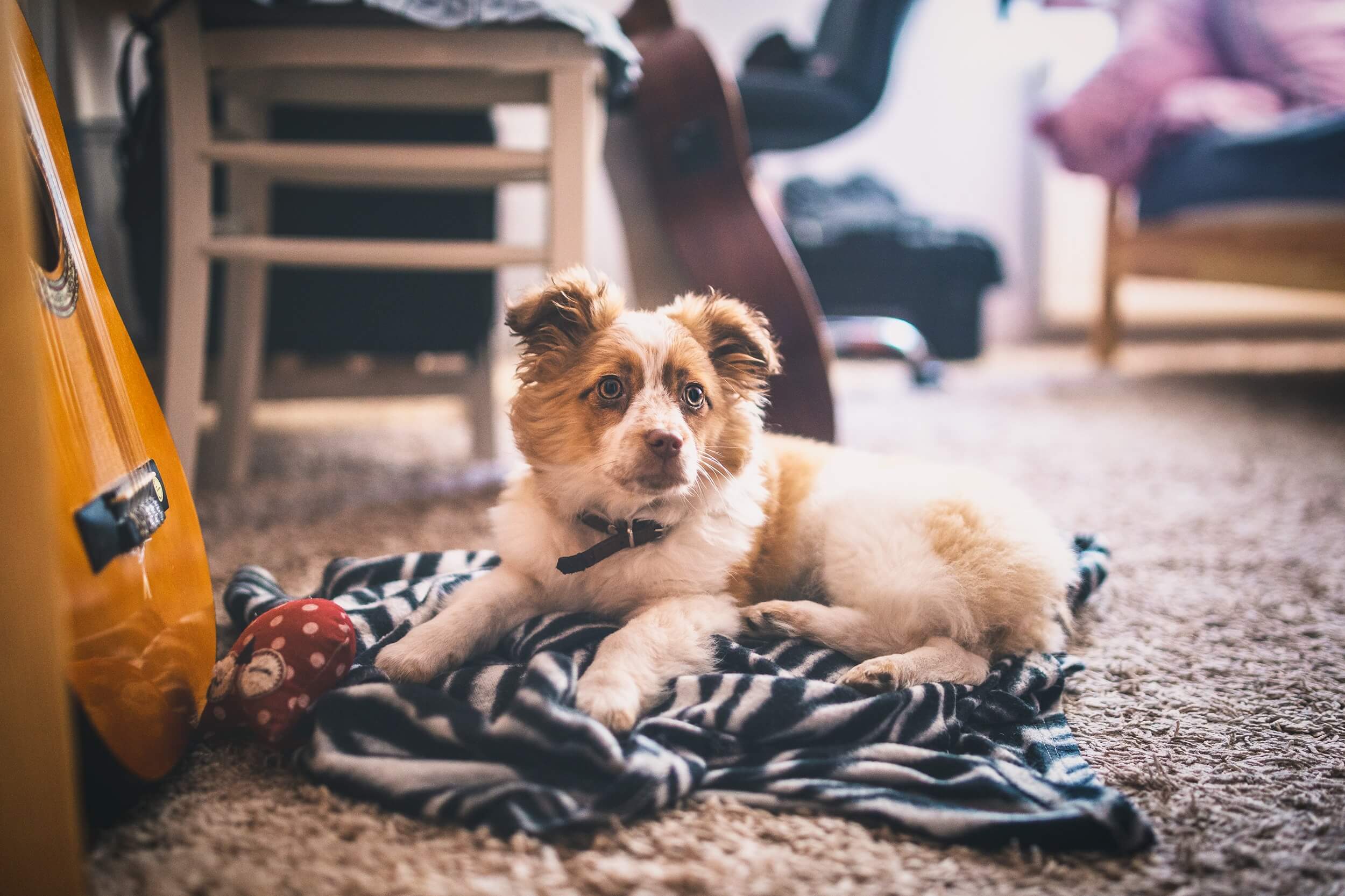 Best Rug Cleaning Long Island