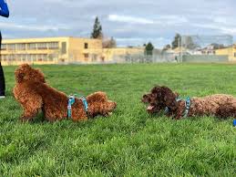 Better Pup