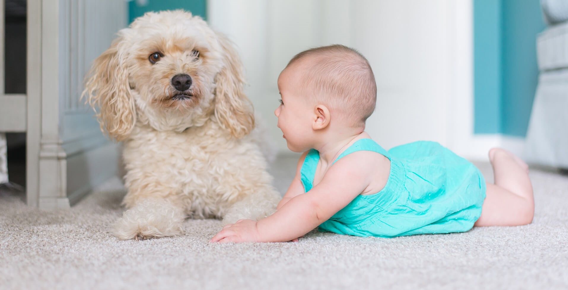 Carpet & Rug Cleaning Service Briacliff Manor