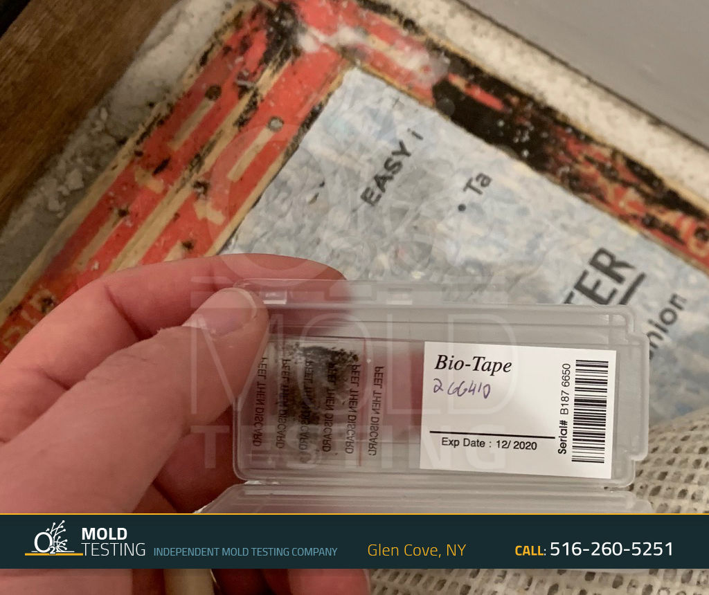 o2 Mold Testing