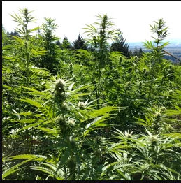Dreamland Organics