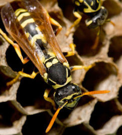 GreenLeaf Pest Control