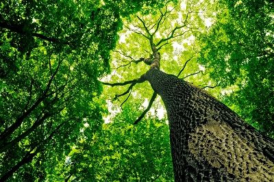 Rocklin Tree