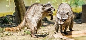 Richmondhillwildliferemoval – Raccoon Removal And Squrriel Removal