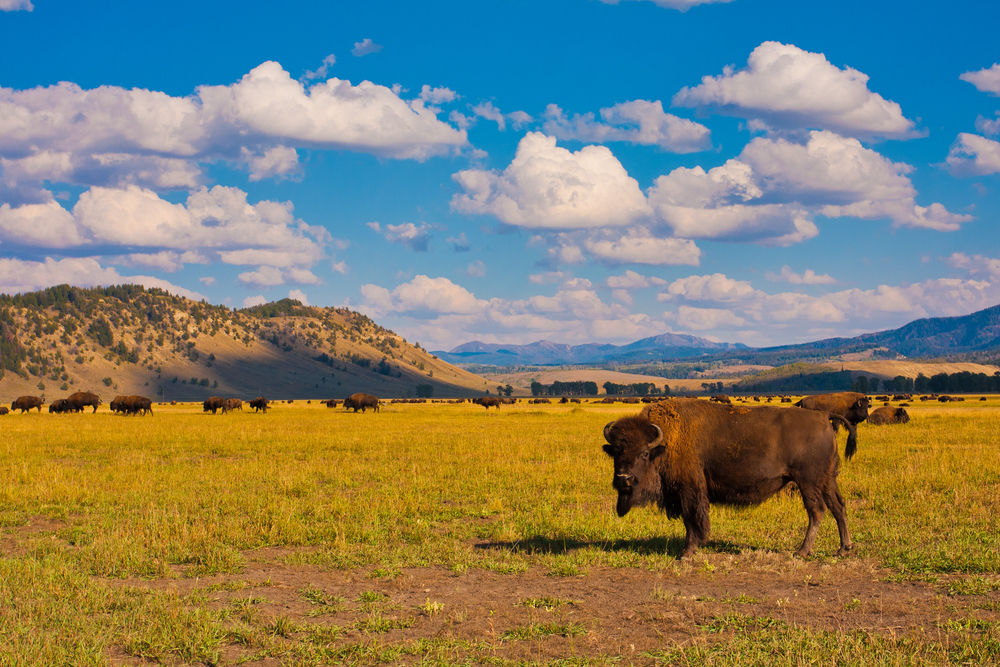 Noble Premium Bison