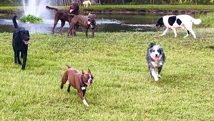 AAA Pet Resort