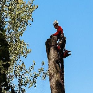 Emondage Drummondville