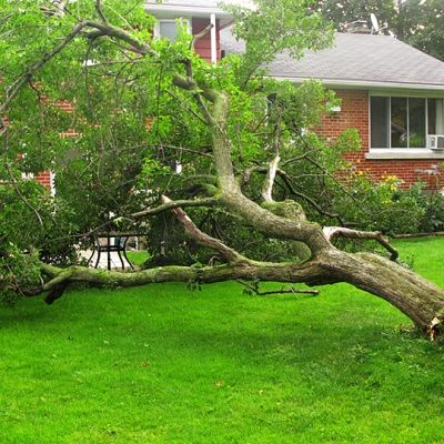 Hank's Tree Pros