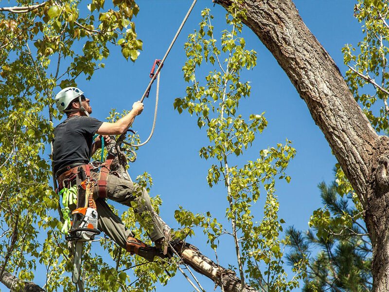 Spokane Tree Removal