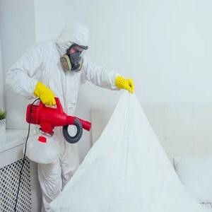 Alexandria's Best Bed Bug Exterminators