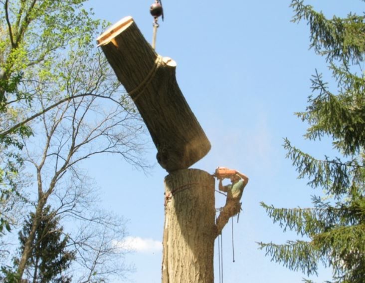 Tree Service Kitchener