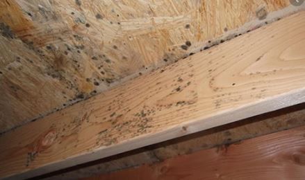ALL US Mold Removal & Remediation – Phoenix AZ