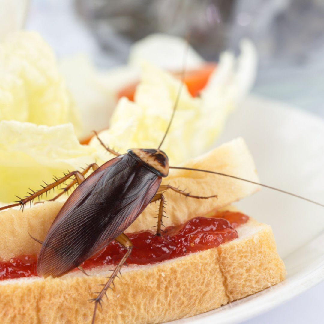Pest control service in Hyderabad