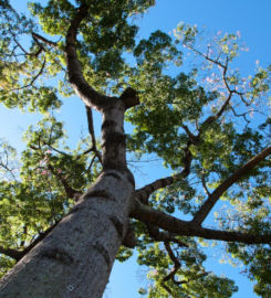Lexington Tree Service Pros
